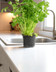 9478_Coriande_pot.jpg
