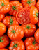 9528 TOMATES MARBONNE.jpg