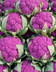 Chou fleur violet-IA .jpg