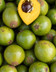 Lucuma Profusion - IA .jpg