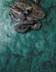 M983 Crevettes entie╠Çres crues bleues - FESTIF.jpg