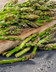 Pointes d'asperges vertes.JPG