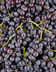 Raisin muscat.JPG