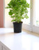 basilic pot-Photoroom.jpg