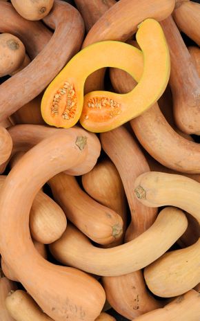 La Courge longue de Nice BIO