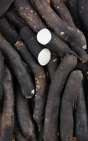 Le Radis noir BIO
