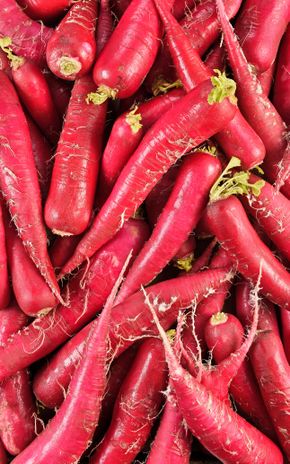Le Radis long rouge de Chine BIO
