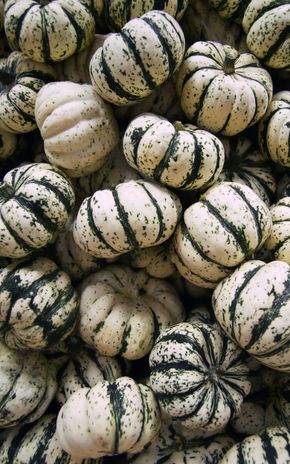 La Courge Patidou BIO