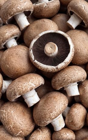 Le Champignon géant portobello BIO