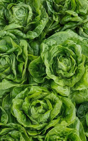 La Salade sucrine BIO