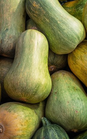 La Courge sucrine du Berry BIO
