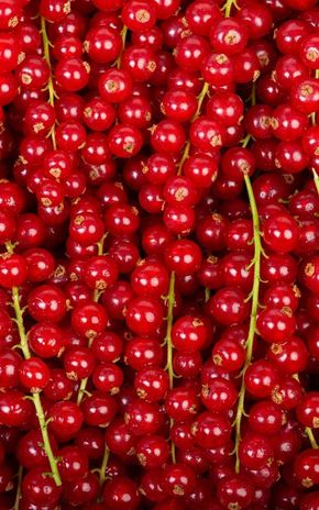 La Groseille rouge pour confiture