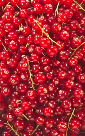 La Groseille rouge