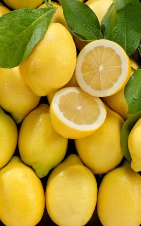 Le Citron feuille non traité après récolte