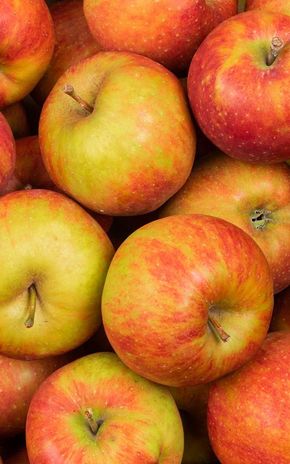 La Pomme boskoop