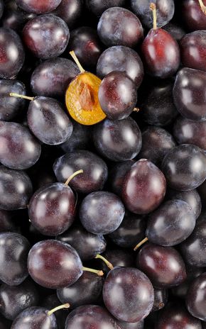 La Prune noire datil BIO