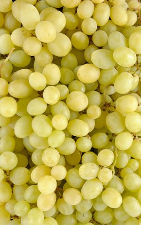 Le Raisin blanc victoria BIO