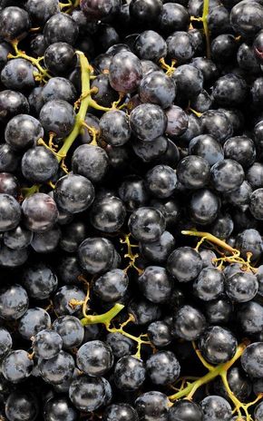 Le Raisin noir prima BIO
