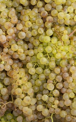 Le Raisin chasselas moissac AOP