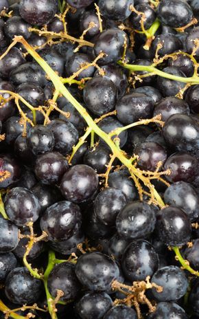 Le Raisin noir sans pépin