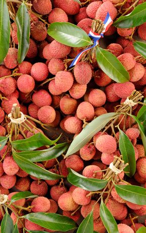 Le Litchi branche BIO