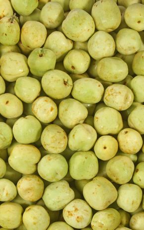 Le Jujube