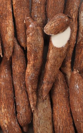 Le Manioc