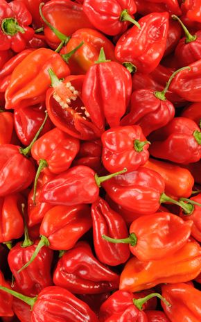 Le Piment antillais