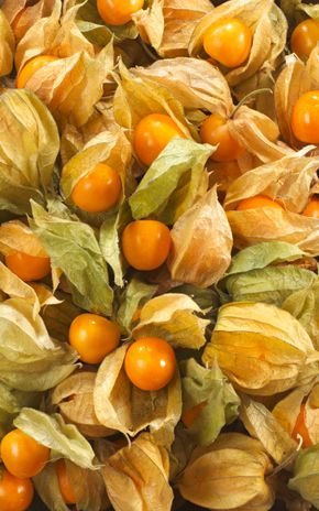 Le Physalis