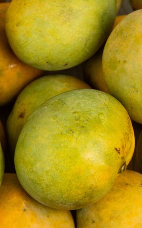 La Mangue BIO