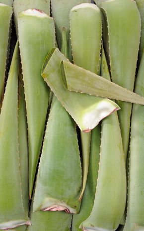 La feuille d'Aloe vera