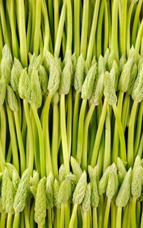 L'Ornithogale ou Asperge des bois