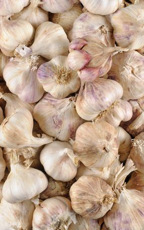 L'Ail violet en filet