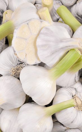 L'Ail blanc frais