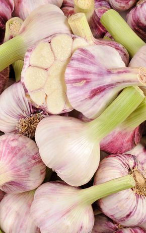 L'Ail violet frais
