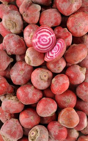 La Betterave chioggia