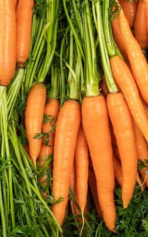 La Carotte fane en botte