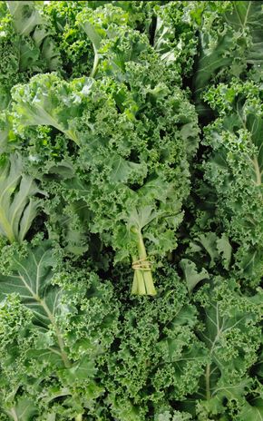 Le Chou kale