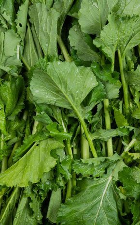 Le Chou cima de rapa