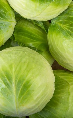 Le Chou vert primeur