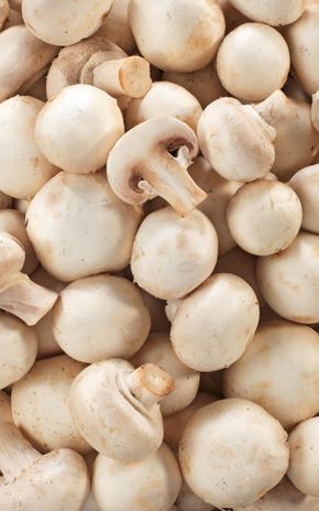 Le Champignon blanc BIO
