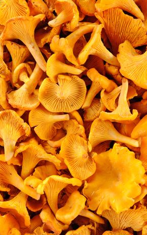 La Girolle
