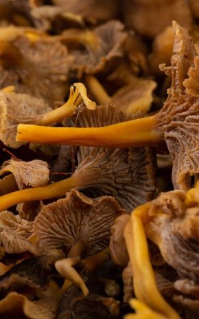 Les Chanterelles Grises