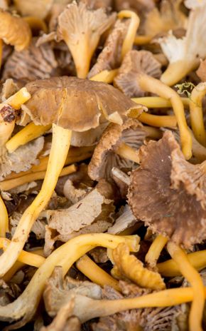 La Chanterelle jaune