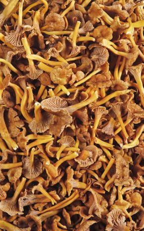 La Chanterelle grise