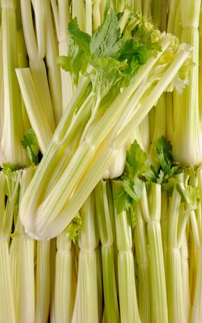 Le Céleri blanc (sans feuilles)