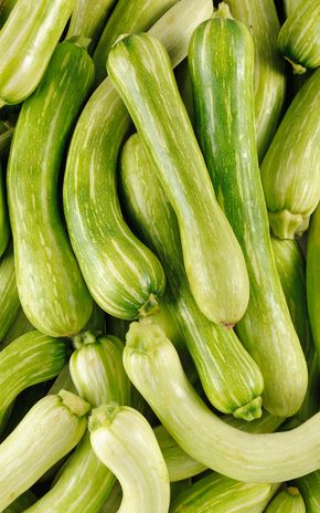 La Courge longue de Nice BIO