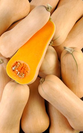 La Courge butternut HVE