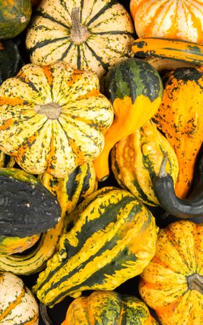 La Coloquinte décorative (non comestible)