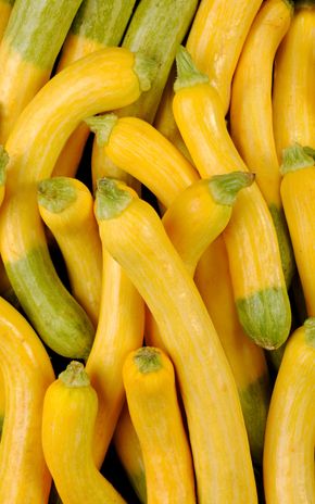 La Courgette zephyr HVE